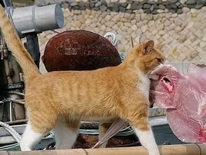 Gemes Banget! Penguin hingga Kucing Ini Suka Beli Makanan Sendiri