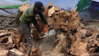 Sementara itu, Lurah Gambir Eman menyebut pohon tumbang karena akar tidak kuat menahan beban, sehingga pohon tumbang.