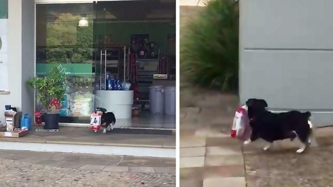 Gemes Banget! Penguin hingga Kucing Ini Suka Beli Makanan Sendiri