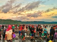 Tradisi Bau Nyale, Ratusan Orang Turun Ke Laut Cari Cacing yang Lezat