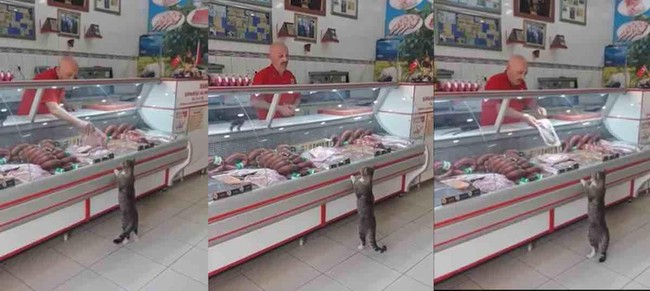 Gaya Hewan Belanja Makanan Sendiri hingga Buah Pencegah Kanker