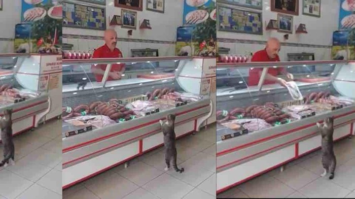 Hewan Jajan Beli Makanan Sendiri Hewan Jajan Beli Makanan Sendiri