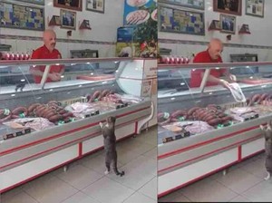 Gaya Hewan Belanja Makanan Sendiri hingga Buah Pencegah Kanker