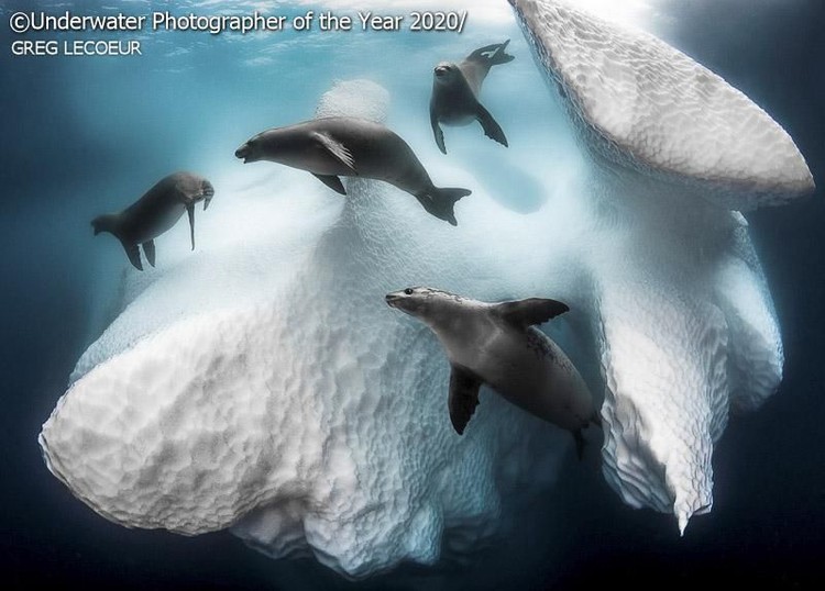 karya jawara kontes Underwater Photographer of the Year 2020