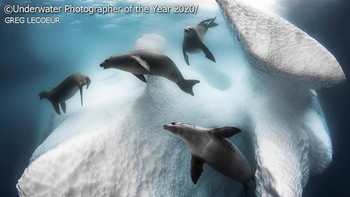 Kategori Underwater Photographer of the Year 2020 diraih oleh Greg Lecoeur dari Prancis. Foto: Greg Lecoeur/Underwater Photographer of the Year 2020