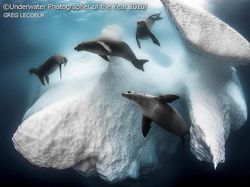 Jepretan Keren Jawara Kontes Foto Bawah Air