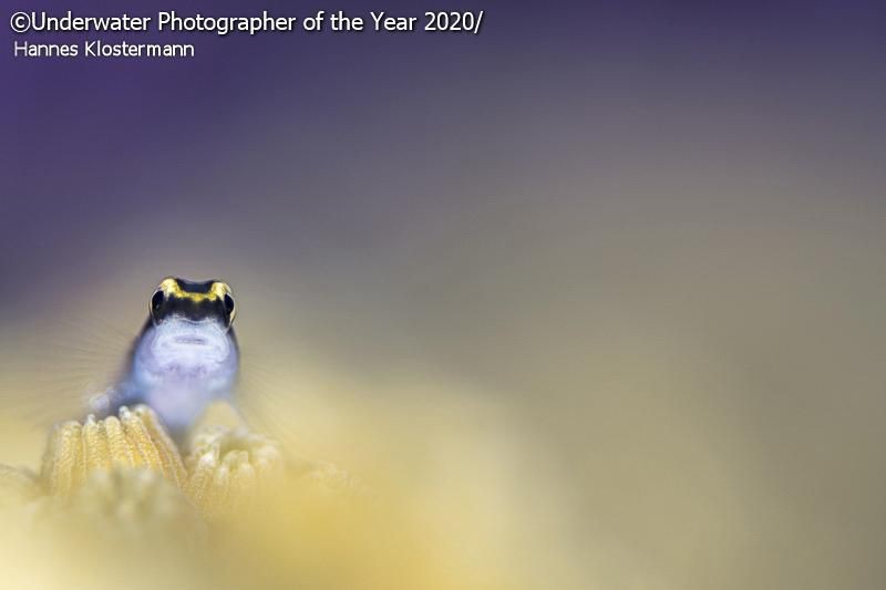 karya jawara kontes Underwater Photographer of the Year 2020