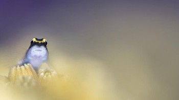 Kategori Macro dimenangkan oleh Hannes Klostermann dari Jerman. Foto: Hannes Klostermann/Underwater Photographer of the Year 2020