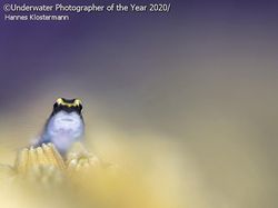 Jepretan Keren Jawara Kontes Foto Bawah Air