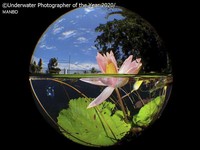 karya jawara kontes Underwater Photographer of the Year 2020