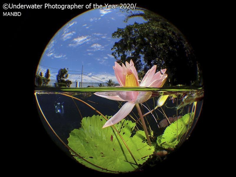 karya jawara kontes Underwater Photographer of the Year 2020