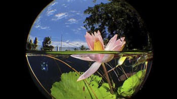 Pemenang kategori Compact adalah MANBD dari Malaysia. Foto: MANBD/Underwater Photographer of the Year 2020