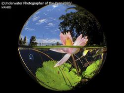 Jepretan Keren Jawara Kontes Foto Bawah Air
