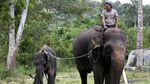 Penyelamatan Anak Gajah Sumatera yang Terjebak Jerat