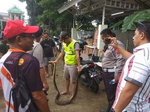 Ular Sanca 3 Meter Muncul di Lokasi Banjir Bojong Kulur Bogor