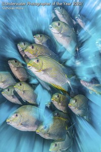 karya jawara kontes Underwater Photographer of the Year 2020
