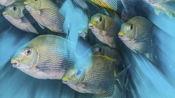 Kategori British Underwater Photographer of the Year 2020 diraih oleh Nicholas More dari Inggris. Foto: Nicholas More/Underwater Photographer of the Year 2020