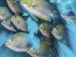 Jepretan Keren Jawara Kontes Foto Bawah Air