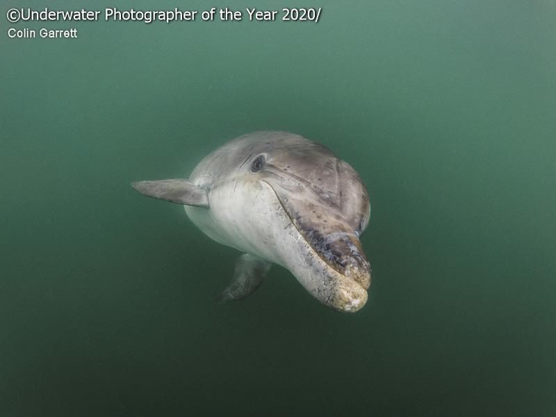 karya jawara kontes Underwater Photographer of the Year 2020