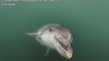 Kategori British Waters Compact diraih oleh Colin Garrett dari Inggris. Foto: Colin Garrett/Underwater Photographer of the Year 2020