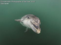 Jepretan Keren Jawara Kontes Foto Bawah Air
