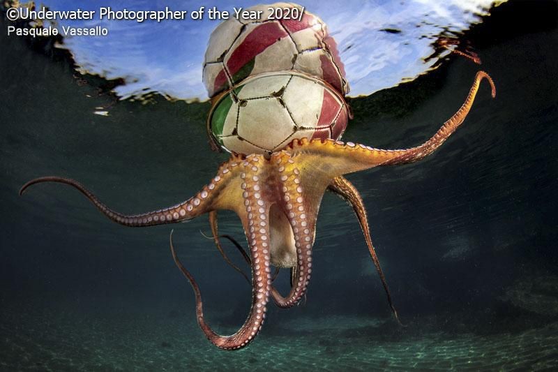 karya jawara kontes Underwater Photographer of the Year 2020