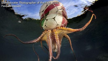 Kategori Behaviour diraih oleh Pasquale Vassallo dari Italia. Foto: Pasquale Vassallo/Underwater Photographer of the Year 2020