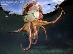 Jepretan Keren Jawara Kontes Foto Bawah Air