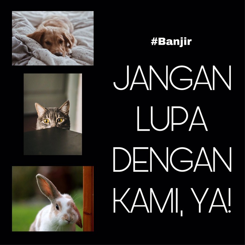 meme banjir
