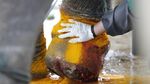 Penyelamatan Anak Gajah Sumatera yang Terjebak Jerat