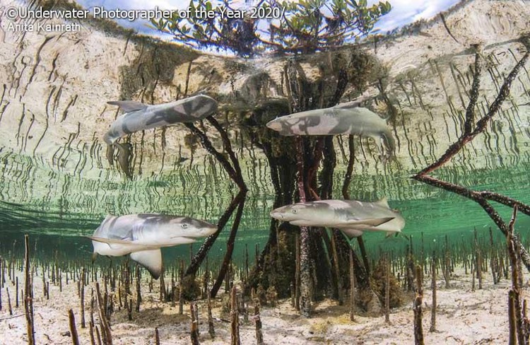 karya jawara Underwater Photographer of the Year 2020 karya jawara kontes Underwater Photographer of the Year 2020