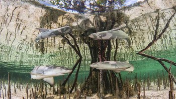 Pemenang kategori Up and Coming Underwater Photographer of the Year 2020 adalah Anita Kainrath dari Austria. Foto: Anita Kainrath/Underwater Photographer of the Year 2020