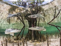 Jepretan Keren Jawara Kontes Foto Bawah Air