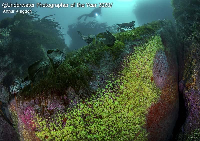 karya jawara kontes Underwater Photographer of the Year 2020