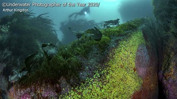 Kategori British Waters Wide Angle dimenangkan oleh Arthur Kingdon dari Inggris. Foto: Arthur Kingdon/Underwater Photographer of the Year 2020