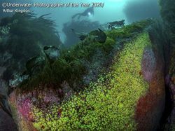 Jepretan Keren Jawara Kontes Foto Bawah Air