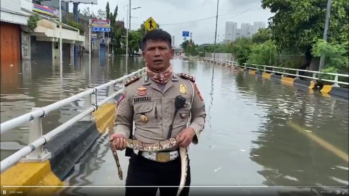 Ini Alasan Polisi Pegang Ular Saat Laporkan Banjir Jakarta Barat