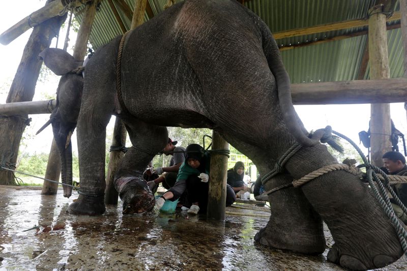 GAJAH JINAK BKSDA ACEH Pawang gajah (mahout) Balai Konservasi Sumber Daya Alam (BKSDA) Aceh mengawasi gajah Sumatera jinak yang membasuh tubuh dengan air di Pusat Latihan Gajah (PLG) Saree, Aceh Besar, Aceh, Selasa (25/2/2020). Gajah jinak BKSDA Aceh yang ditempatkan di PLG Saree dan lima Concervation Respomse Unit (CRU) dimanfaatkan untuk menangani konflik satwa dan bertugas melakukan penggiringan gajah liar yang memasuki pemukiman penduduk ke habitatnya. ANTARA FOTO/Irwansyah Putra/pd.