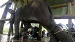 Penyelamatan Anak Gajah Sumatera yang Terjebak Jerat