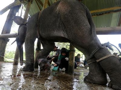 Penyelamatan Anak Gajah Sumatera yang Terjebak Jerat