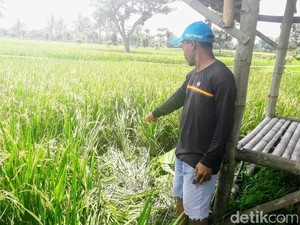 Apa Kabar Penyelidikan Mayat Tanpa Kepala di Bondowoso?