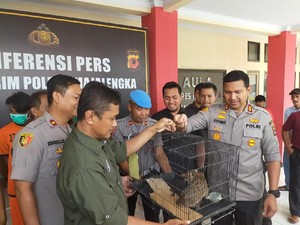Polres Majalengka Bekuk 2 Pelaku Perdagangan Satwa Dilindungi