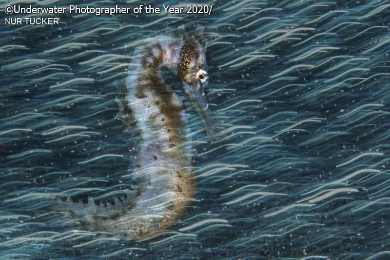 karya jawara kontes Underwater Photographer of the Year 2020