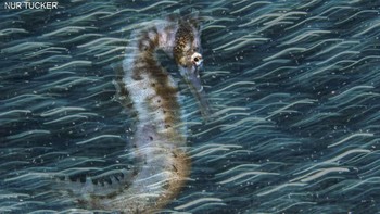 Most Promising British Underwater Photographer of the Year 2020 adalah Nur Tucker dari Inggris. Foto: Nur Tucker/Underwater Photographer of the Year 2020