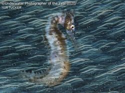 Jepretan Keren Jawara Kontes Foto Bawah Air