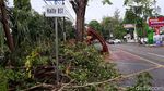 Pohon Tumbang Timpa Halte Bus di Solo