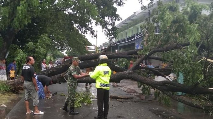 Terdampak hujan angin, pohon trembesi di jalan Pakis-Sukoharjo, Klaten tumbang, Selasa (25/2/2020).