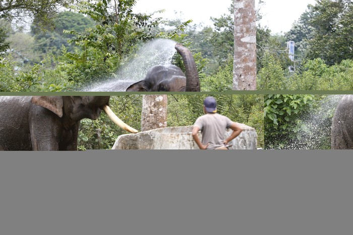 Pawang gajah (mahout) Balai Konservasi Sumber Daya Alam (BKSDA) Aceh mengawasi gajah Sumatera jinak yang membasuh tubuh dengan air di Pusat Latihan Gajah (PLG) Saree, Aceh Besar, Aceh, Selasa (25/2/2020). Gajah jinak BKSDA Aceh yang ditempatkan di PLG Saree dan lima Concervation Respomse Unit (CRU)  dimanfaatkan untuk menangani konflik satwa dan bertugas melakukan penggiringan gajah liar yang memasuki pemukiman penduduk ke habitatnya. ANTARA FOTO/Irwansyah Putra/pd.