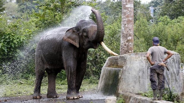 GAJAH JINAK BKSDA ACEH Pawang gajah (mahout) Balai Konservasi Sumber Daya Alam (BKSDA) Aceh mengawasi gajah Sumatera jinak yang membasuh tubuh dengan air di Pusat Latihan Gajah (PLG) Saree, Aceh Besar, Aceh, Selasa (25/2/2020). Gajah jinak BKSDA Aceh yang ditempatkan di PLG Saree dan lima Concervation Respomse Unit (CRU) dimanfaatkan untuk menangani konflik satwa dan bertugas melakukan penggiringan gajah liar yang memasuki pemukiman penduduk ke habitatnya. ANTARA FOTO/Irwansyah Putra/pd.