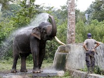 Indonesia Perkuat Posisi dalam Konservasi Gajah di Asia